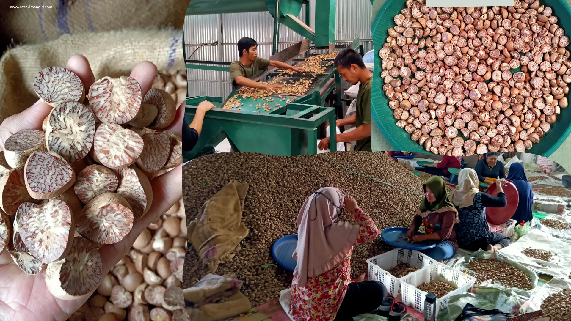 Affordable betel nut wholesale rates in Indonesia
