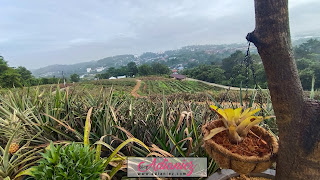 Saudagar Nanas Agrofarm, Kajang | Kafe di ladang nanas yang berkonsepkan agrotourism