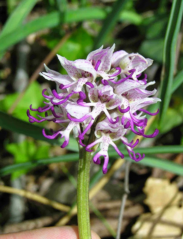 Naked Man Orchid (Orchis Italica) - 17 Flowers That Look Like Something Else