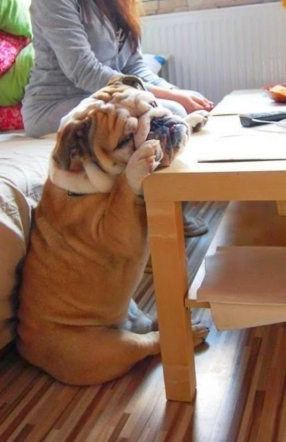 5 very interesting and short facts about bulldogs