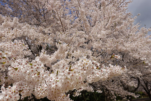 とっとり花回廊　芝生け広場並木　ソメイヨシノ（染井吉野）