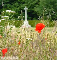 Poppies