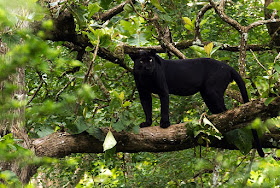 A melanistic leopard, aka panther