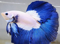 Nama nama ikan cupang