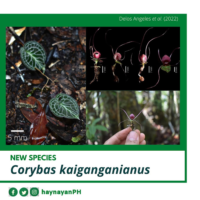 𝘊𝘰𝘳𝘺𝘣𝘢𝘴 𝘬𝘢𝘪𝘨𝘢𝘯𝘨𝘢𝘯𝘪𝘢𝘯𝘶𝘴, A New, Rare Helmet Orchid from Samar Island, Philippines