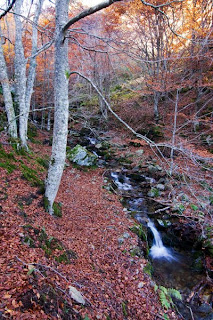 el río encajonado y rodeado de hayas