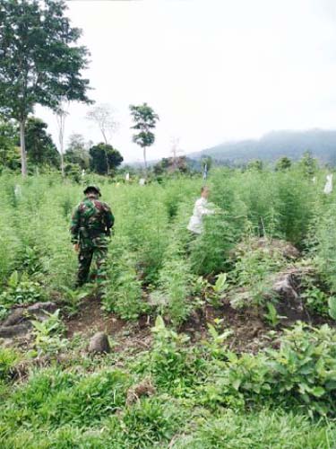 heboh... ada Ladang Ganja di Gunung Kerinci 