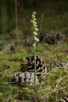 Creeping Lady's Tresses