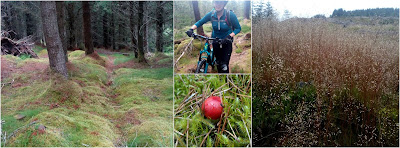 mountain biking at Abriachan