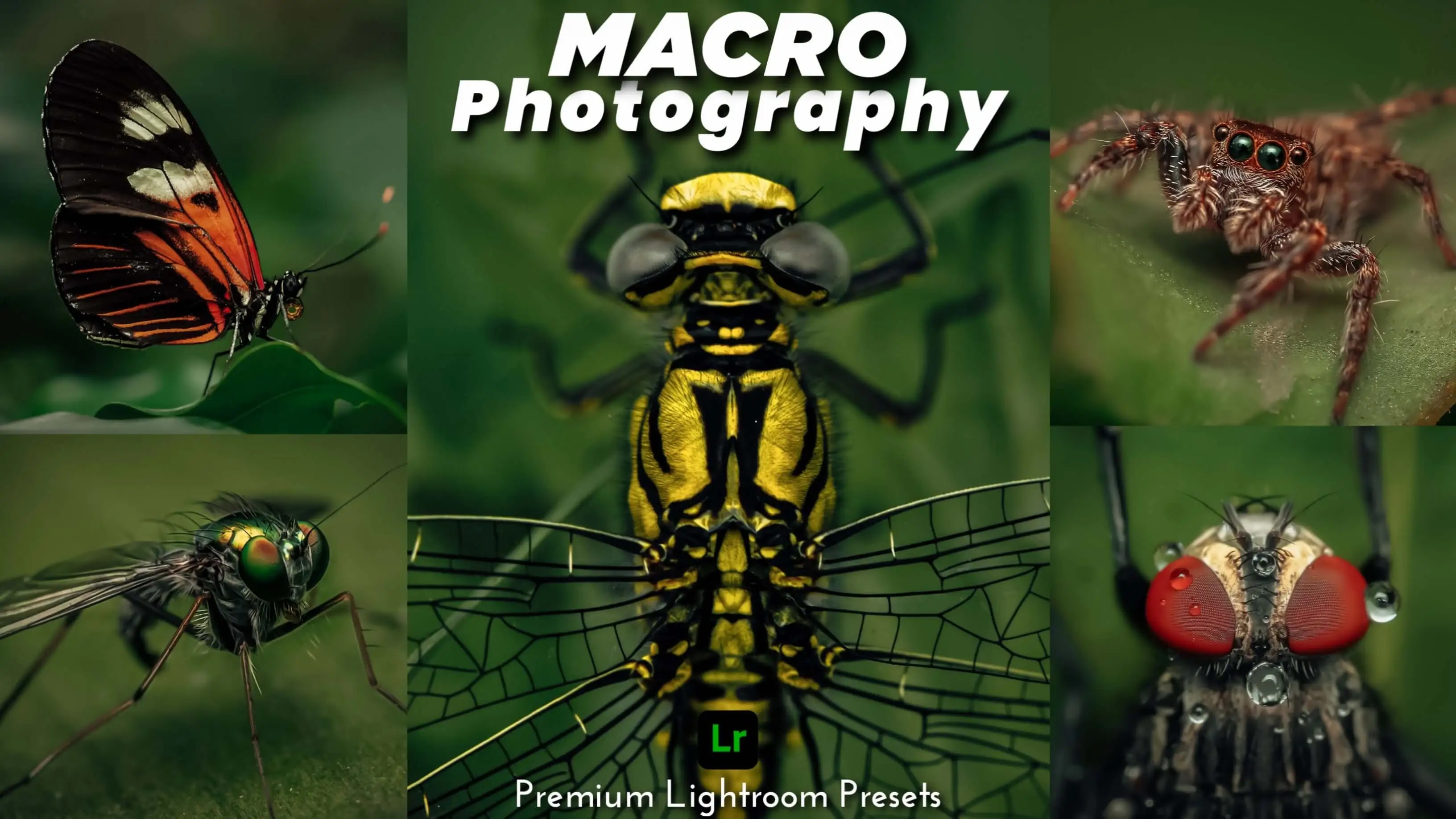 Macro Free Presets, Macro Photography Free Lightroom Presets, Macro Lightroom Presets, Macro Moody Green Lightroom Presets Free, Moody Macro Presets, Amman Patro, Amman Presets, Aman patro, Aman Presets, Amman Lightroom Presets, Aman Lightroom Presets