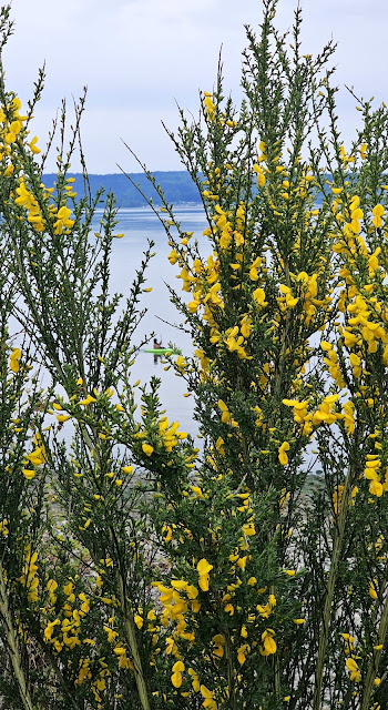 Yellow flowers scotchbroom and kayaker