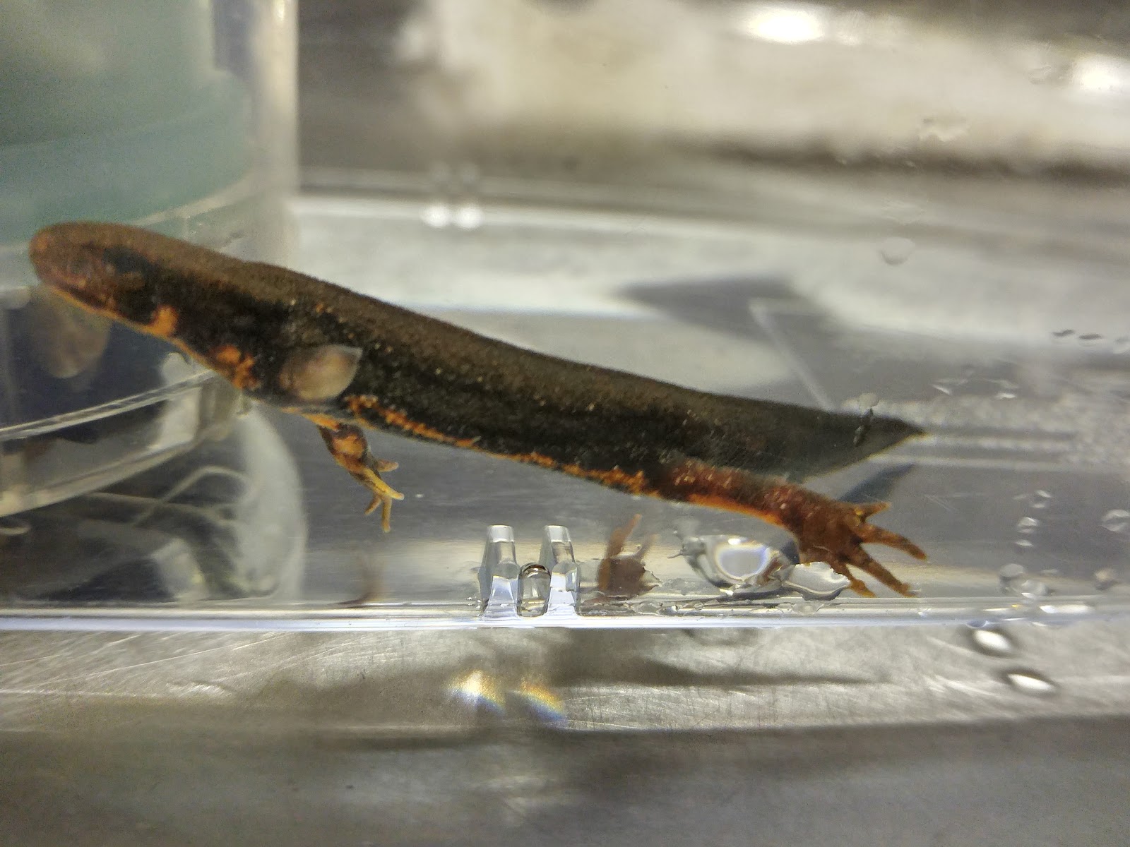 アカハライモリ日記 水カビ ですか アカハライモリ日記 水カビ ですか