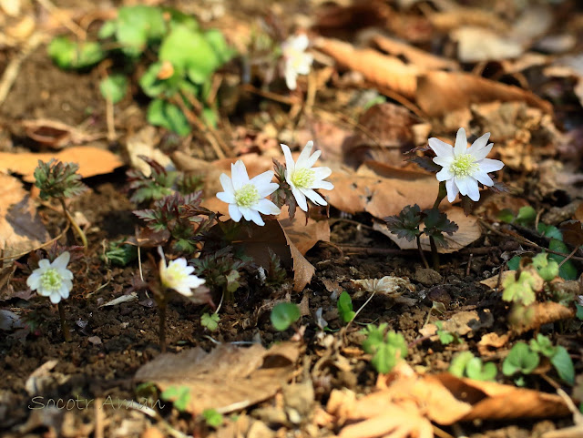 Anemone pseudoaltaica