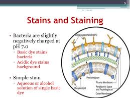 Staining Method, Simple Staining, Microbiology Staining