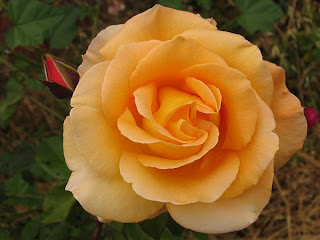 rose orange Arti Warna Pada Bunga Mawar