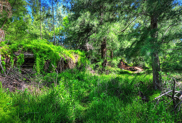 Spittal Pond Nature Reserve,Bermuda