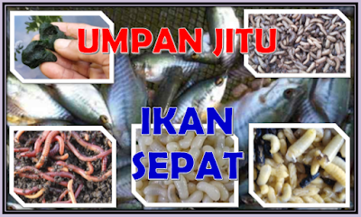 Tips Mancing Dan Memilih Umpan Jitu Mancing Ikan Sepat