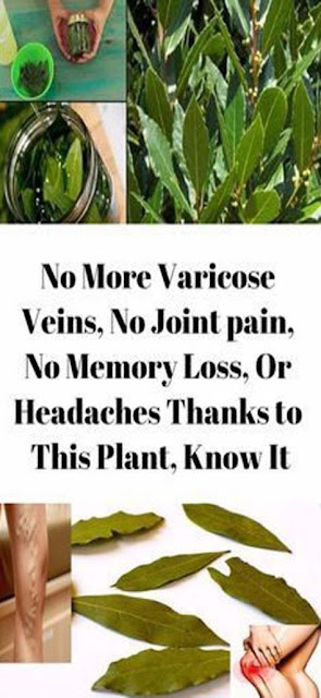 Thanks To These Leaves, You’Ll Get Rid Of Varicose Veins, Absence Of Memory And Headaches!