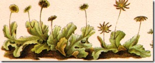 marchantia polymorpha 1