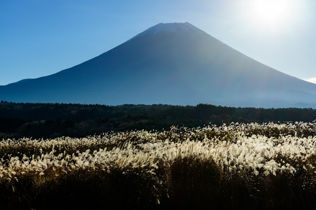 ススキと富士山～朝霧高原（静岡）