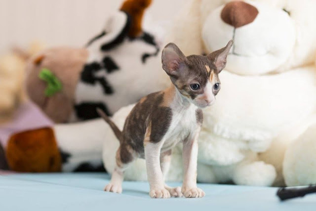 Adorable cute Cornish Rex Kitten seat at home Pics