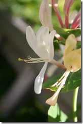 bloggebilder 069