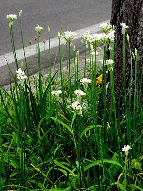 ニラの花