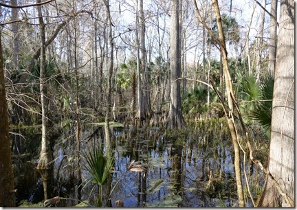 silver_springs_scenery