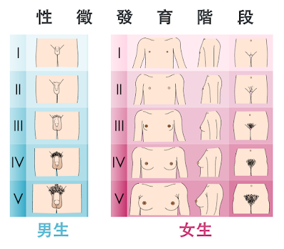 第二性徵開始發育，代表青春期的開始，得注意孩子的身高發育