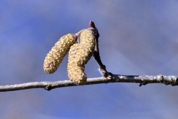 rakle pollen