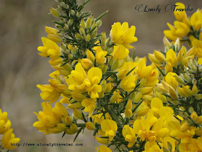 Ulex europaeus, gorse