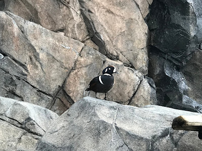 The Harlequin Duck Mates for Life