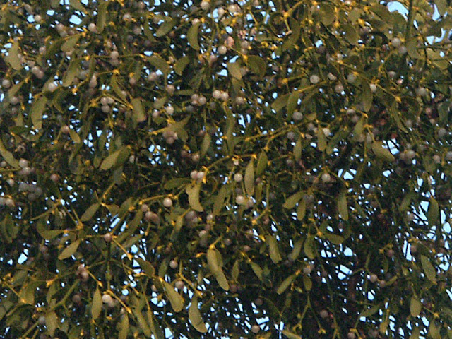 European Mistletoe Viscum album, Indre et Loire, France. Photo by Loire Valley Time Travel.