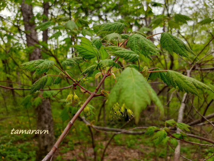 Клён бородатый / Клён бородчатонервный (Acer barbinerve)