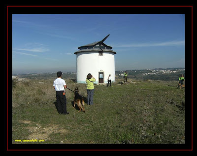 pastor australiano e golden retriever na cãominhada