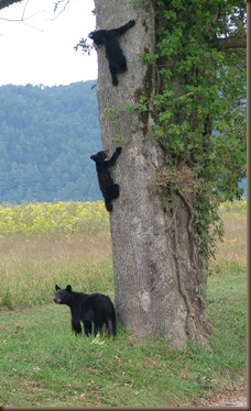 UP A TREE