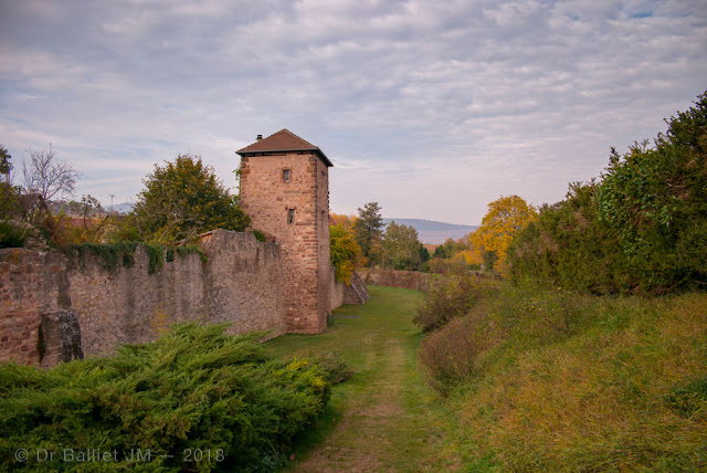 Fortifications de Bergheim (Alsace). Front est - tour carrée.