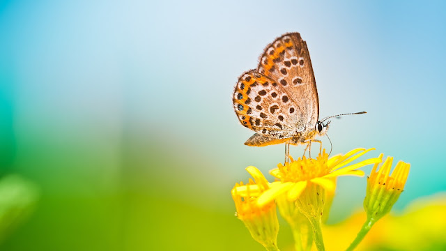 Spring butterfly yellow flower blurred background HD Wallpaper