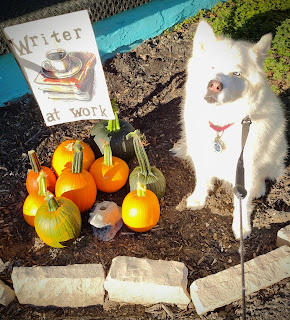 Pi (Dog) with Pumpkins