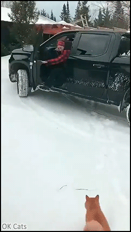 Funny Cat GIF • Jerk cat ignores his owner and jump into her new car [ok-cats.com]