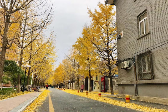 Love road in Communication University of China