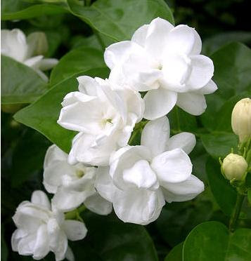 jasmine flower