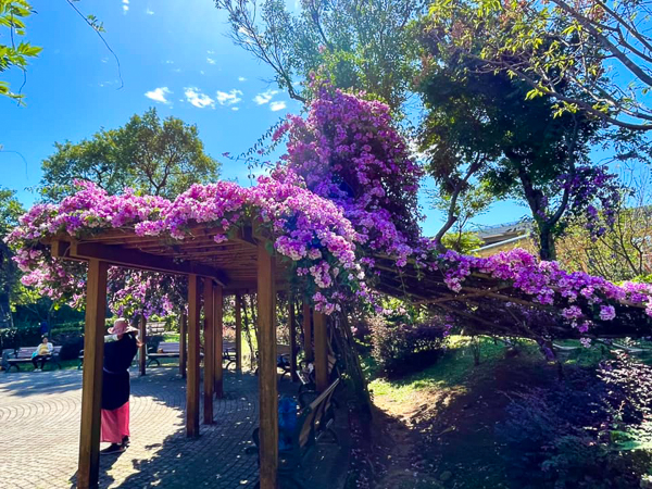 新北鶯歌永吉公園蒜香藤盛開，粉紫色花瀑隧道成為公園內一大亮點