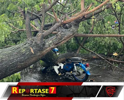Tertimpa Pohon Tumbang, Seorang Pengendrama Alami Luka-Luka