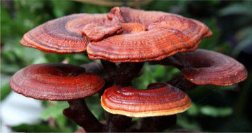 Ganoderma Mushroom Pure Culture Supplier Company in Thailand