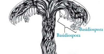 Divisi Basidiomycotina : Fungi Pengertian Ciri-ciri 