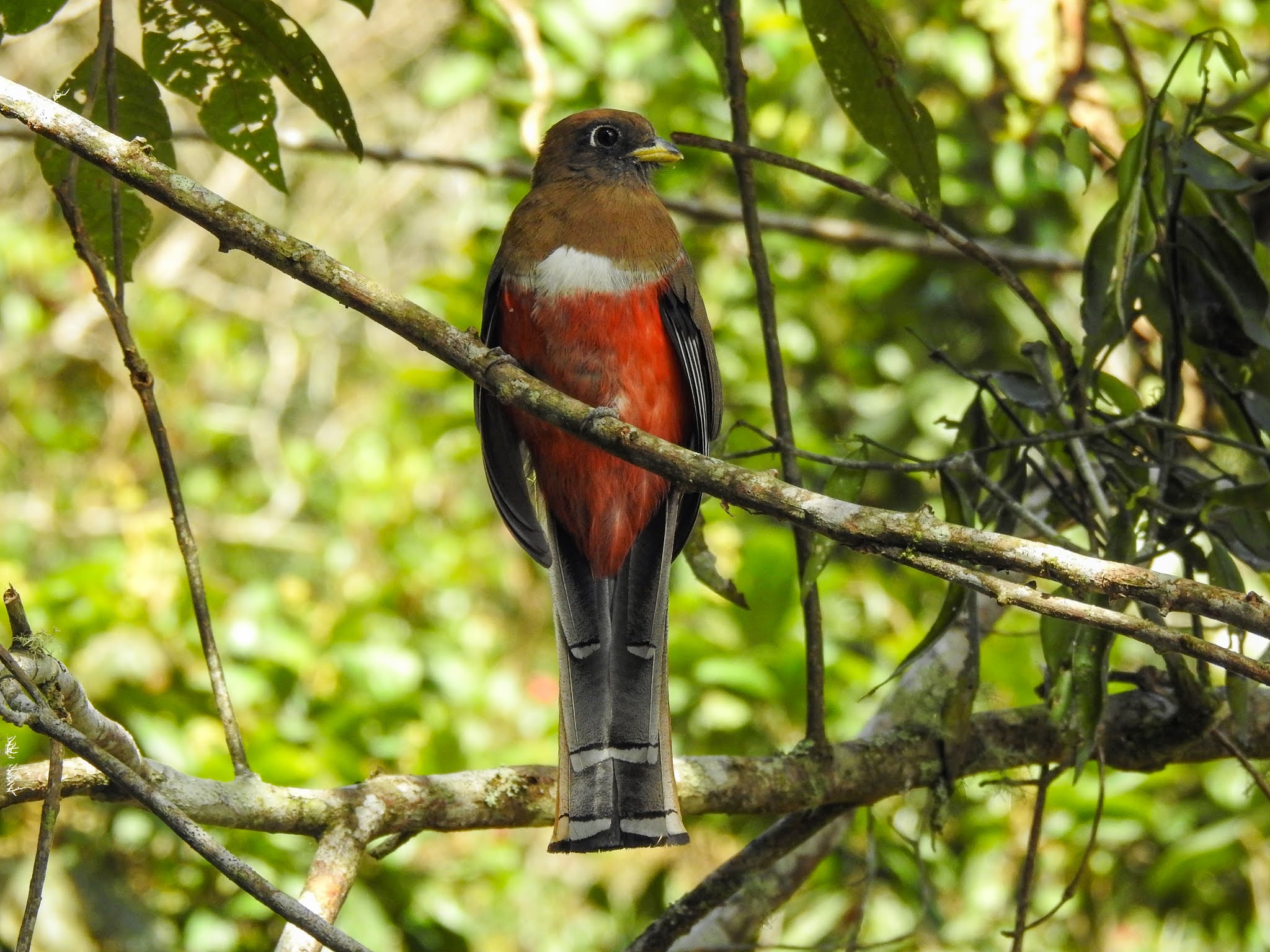 Trogon collarejo (Trogon collaris)