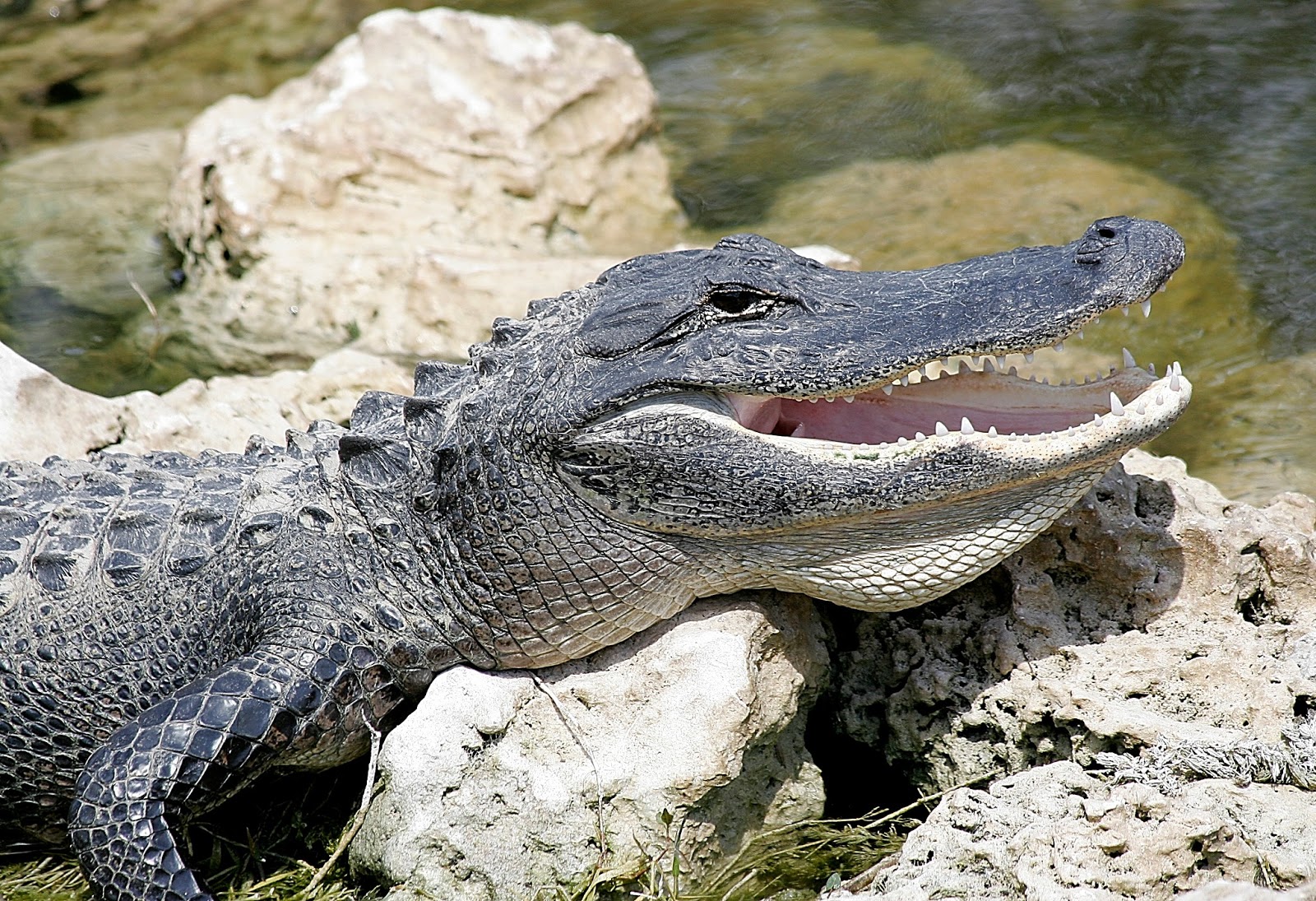 American Alligator New Lovely Hd Wallpapers 2013 HD Wallpapers Download Free Images Wallpaper [wallpaper981.blogspot.com]