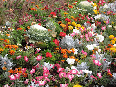 Flowers! Yampa River Botanic Park