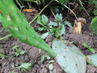 sharp spines on the Native Ohio Cactus